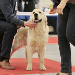 XV Międzynarodowa Wystawa Psów Rasowych / Marzena Mąkosa / Radio Kielce