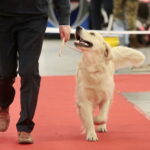 XV Międzynarodowa Wystawa Psów Rasowych / Marzena Mąkosa / Radio Kielce