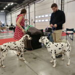 XV Międzynarodowa Wystawa Psów Rasowych / Marzena Mąkosa / Radio Kielce