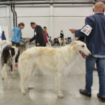 XV Międzynarodowa Wystawa Psów Rasowych / Marzena Mąkosa / Radio Kielce