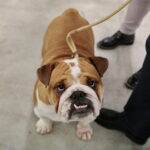 XV Międzynarodowa Wystawa Psów Rasowych / Marzena Mąkosa / Radio Kielce