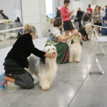 XV Międzynarodowa Wystawa Psów Rasowych / Marzena Mąkosa / Radio Kielce