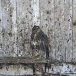 Ptasi Azyl. Ośrodek Pomocy Dzikim Zwierzętom / Marzena Mąkosa / Radio Kielce