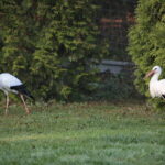 Ptasi Azyl. Ośrodek Pomocy Dzikim Zwierzętom. Bociany / Marzena Mąkosa / Radio Kielce