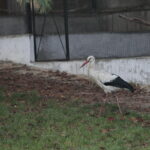 Ptasi Azyl. Ośrodek Pomocy Dzikim Zwierzętom. Bocian  / Marzena Mąkosa / Radio Kielce