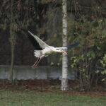 Ptasi Azyl. Ośrodek Pomocy Dzikim Zwierzętom. Bocian  / Marzena Mąkosa / Radio Kielce