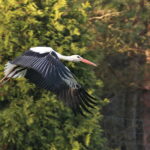 Ptasi Azyl. Ośrodek Pomocy Dzikim Zwierzętom. Bocian / Marzena Mąkosa / Radio Kielce
