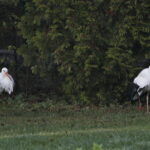 Ptasi Azyl. Ośrodek Pomocy Dzikim Zwierzętom. Bociany / Marzena Mąkosa / Radio Kielce