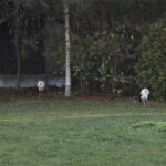 Ptasi Azyl. Ośrodek Pomocy Dzikim Zwierzętom. Bociany  / Marzena Mąkosa / Radio Kielce