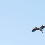 Ptasi Azyl. Ośrodek Pomocy Dzikim Zwierzętom. Bocian  / Marzena Mąkosa / Radio Kielce