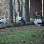 Ptasi Azyl. Ośrodek Pomocy Dzikim Zwierzętom. Bociany  / Marzena Mąkosa / Radio Kielce