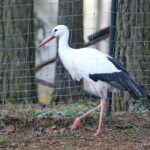 Ptasi Azyl. Ośrodek Pomocy Dzikim Zwierzętom. Bociany / Marzena Mąkosa / Radio Kielce