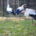 Ptasi Azyl. Ośrodek Pomocy Dzikim Zwierzętom. Bociany  / Marzena Mąkosa / Radio Kielce