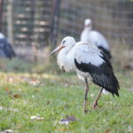 Ptasi Azyl. Ośrodek Pomocy Dzikim Zwierzętom. Bociany  / Marzena Mąkosa / Radio Kielce