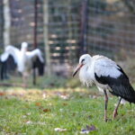 Ptasi Azyl. Ośrodek Pomocy Dzikim Zwierzętom. Bociany  / Marzena Mąkosa / Radio Kielce