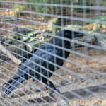 Ptasi Azyl. Ośrodek Pomocy Dzikim Zwierzętom. Kruk  / Marzena Mąkosa / Radio Kielce