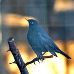 Ptasi Azyl. Ośrodek Pomocy Dzikim Zwierzętom. Kos  / Marzena Mąkosa / Radio Kielce