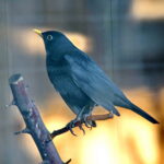 Ptasi Azyl. Ośrodek Pomocy Dzikim Zwierzętom. Kos  / Marzena Mąkosa / Radio Kielce