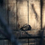 Ptasi Azyl. Ośrodek Pomocy Dzikim Zwierzętom / Marzena Mąkosa / Radio Kielce