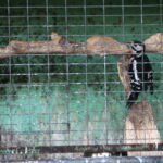 Ptasi Azyl. Ośrodek Pomocy Dzikim Zwierzętom. Dzięcioł  / Marzena Mąkosa / Radio Kielce