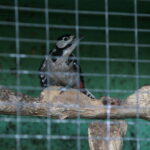 Ptasi Azyl. Ośrodek Pomocy Dzikim Zwierzętom. Dzięcioł  / Marzena Mąkosa / Radio Kielce