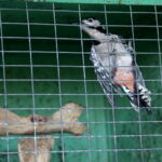 Ptasi Azyl. Ośrodek Pomocy Dzikim Zwierzętom. Dzięcioł  / Marzena Mąkosa / Radio Kielce