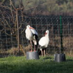 Ptasi Azyl. Ośrodek Pomocy Dzikim Zwierzętom. Bociany  / Marzena Mąkosa / Radio Kielce