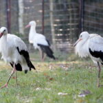 Ptasi Azyl. Ośrodek Pomocy Dzikim Zwierzętom. Bociany  / Marzena Mąkosa / Radio Kielce