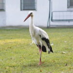 Ptasi Azyl. Ośrodek Pomocy Dzikim Zwierzętom. Bocian  / Marzena Mąkosa / Radio Kielce