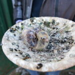 Ptasi Azyl. Ośrodek Pomocy Dzikim Zwierzętom. Pisklę. Gołąb / Marzena Mąkosa / Radio Kielce