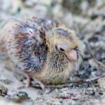 Ptasi Azyl. Ośrodek Pomocy Dzikim Zwierzętom. Pisklę. Gołąb / Marzena Mąkosa / Radio Kielce