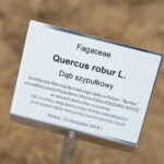 Sadzenie dębu przez Bogdana Wentę, prezydenta Kielc w Ogrodzie Botanicznym / Marzena Mąkosa / Radio Kielce