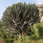 Etiopia północna / Danuta Rasała