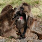 Etiopia północna / Danuta Rasała