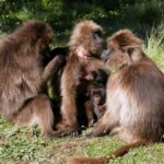 Etiopia północna / Danuta Rasała