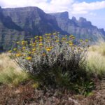 Etiopia północna / Danuta Rasała