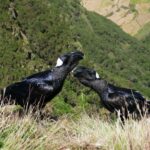 Etiopia północna / Danuta Rasała