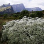 Etiopia północna / Danuta Rasała