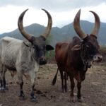 Etiopia północna / Danuta Rasała