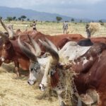 Etiopia północna / Danuta Rasała