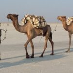 Etiopia północna / Danuta Rasała