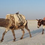 Etiopia północna / Danuta Rasała