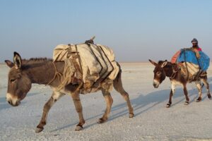 Etiopia północna / Danuta Rasała