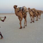 Etiopia północna / Danuta Rasała