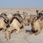 Etiopia północna / Danuta Rasała