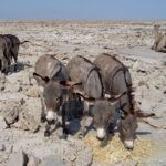 Etiopia północna / Danuta Rasała