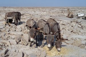 Etiopia północna / Danuta Rasała