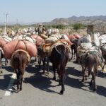 Etiopia północna / Danuta Rasała