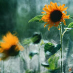 Autor pracy: Andrzej Szebiotko