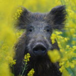 Dzik / Sławomir Skukowski